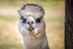 ALPACA 3