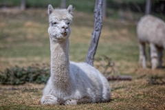 ALPACA 6