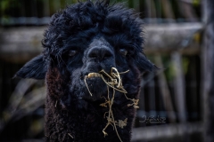 ALPACA 5