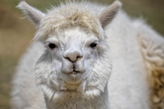 ALPACA 1