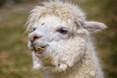 ALPACA 2
