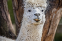 ALPACA 4