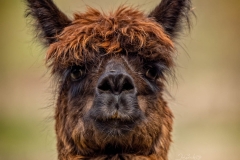 ALPACA 8
