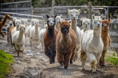 ALPACA 10