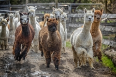 ALPACA 9