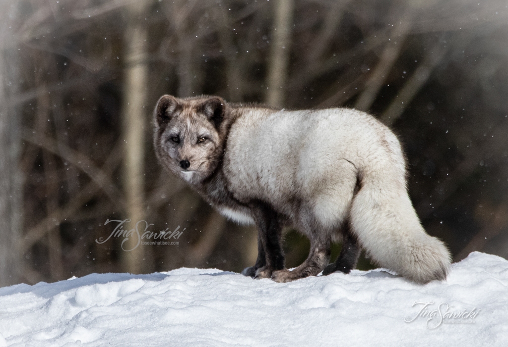 ARCTIC FOX – To See What I See – Photography by Tina Sawicki