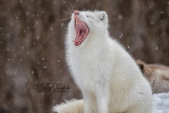 Yawning Arctic Fox