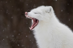 Yawning Arctic Fox Zoomed