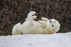 Rolling in the Snow Arctic Fox