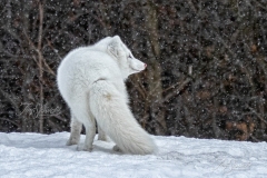 Arctic Fox in Snowstorm