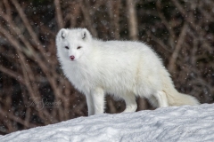 Overlooking Arctic Fox