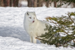 Arctic Fox Around Pine Tree