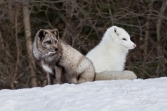 White and Blue Fox Pair