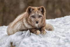 Blue Fox Over Edge