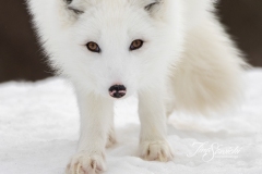 Facing Arctic Fox