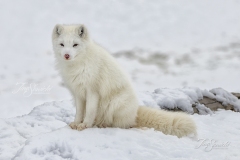 Arctic Fox on Rocks