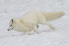 Running Arctic Fox