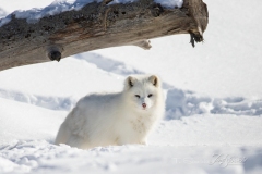 Arctic Fox Under Log