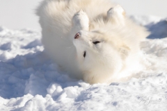 Rolling Arctic Fox