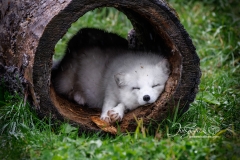 Snoozing Arctic Fox in Log