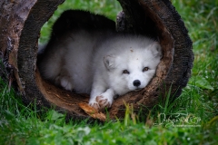 Arctic Fox Awake