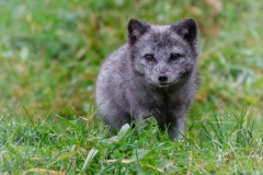 Blue Arctic Fox