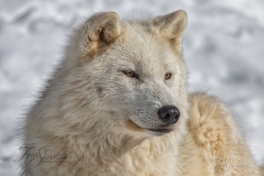 Gazing Arctic Wolf