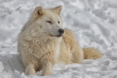 Sunning Arctic Wolf