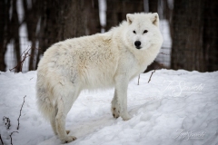 Arctic Wolf on Hill