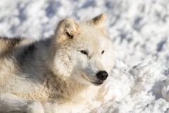 Arctic Wolf in the Snow