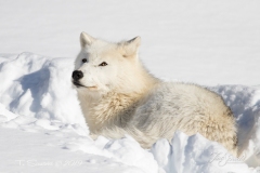 Arctic Wolf Gazing Above