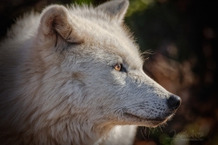 Zoomed Wolf Profile