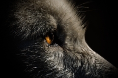Sunny Arctic Wolf Eye