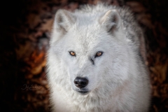 Arctic Wolf Gaze