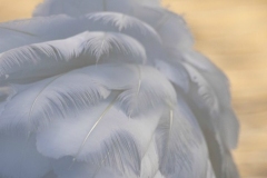 Swan Feathers 1