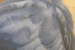 Swan Feathers 3