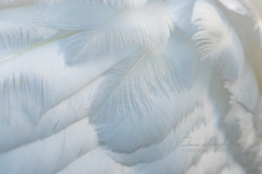 Swan Feathers  2