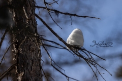 Snow Hive