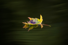 Floating Maple Leaf