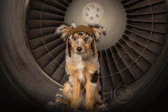 1_633A1803-ECHO-TURBINE-FUNNY