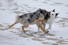 633A0856-ECHO-PIPER-PLAY