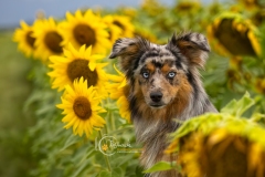 633A4500-ECHO-SUNFLOWERS-copy
