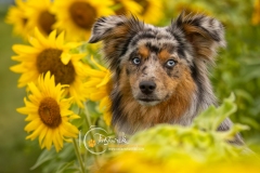 633A4506-ECHO-SUNFLOWERS2-copy