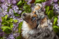 633A5105-ECHO-LILACS