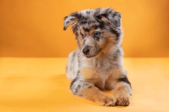 633A6550-BUTTERCUP-ECHO