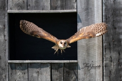Barn Owl 1