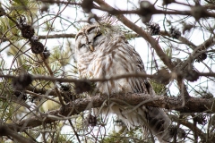 Barred Owl 8