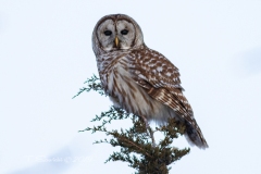Barred Owl 9
