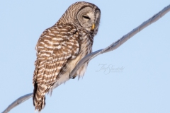 Barred Owl 13
