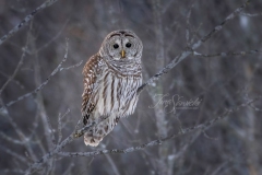 Barred Owl 11